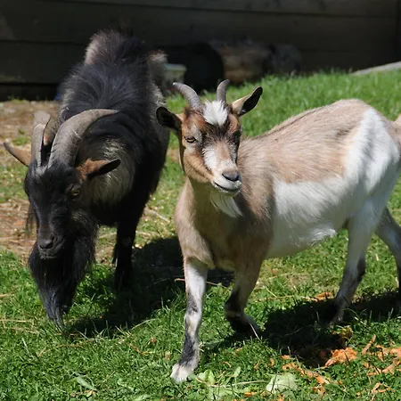 فندق Nationalparkhotel Klockerhaus 4*